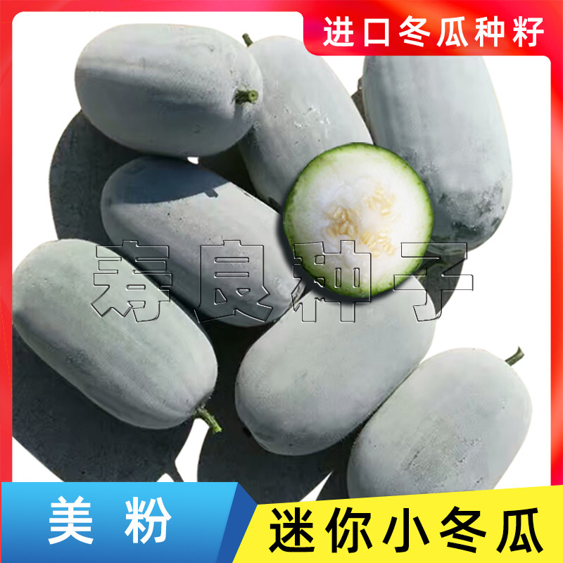 小冬瓜种子价格 小冬瓜种子图片 星期三
