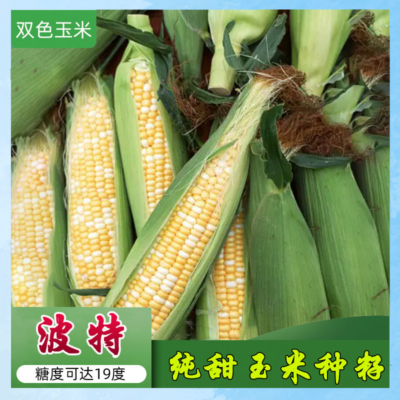 水果玉米种子黄白双色波特纯甜型19度牛奶爆浆生吃美国种籽苞谷孑