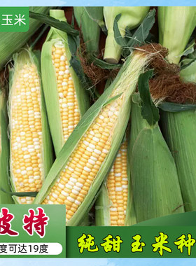 水果玉米种子纯甜生吃爆浆牛奶