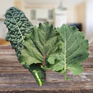 甘蓝叶种子圆丰长丰观赏羽衣甘兰生吃烤肉包饭榨汁沙拉蔬菜籽韩国