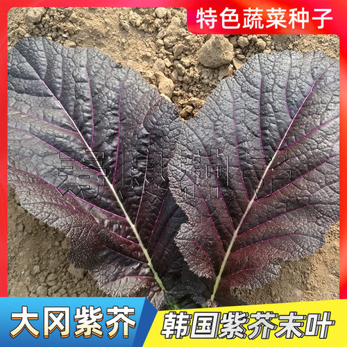紫芥末叶种子寿良四季烤肉包饭叶