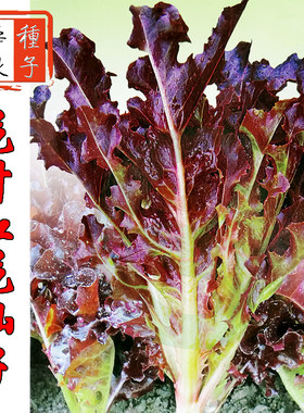 花仙子紫色莴苣四季盆栽生菜