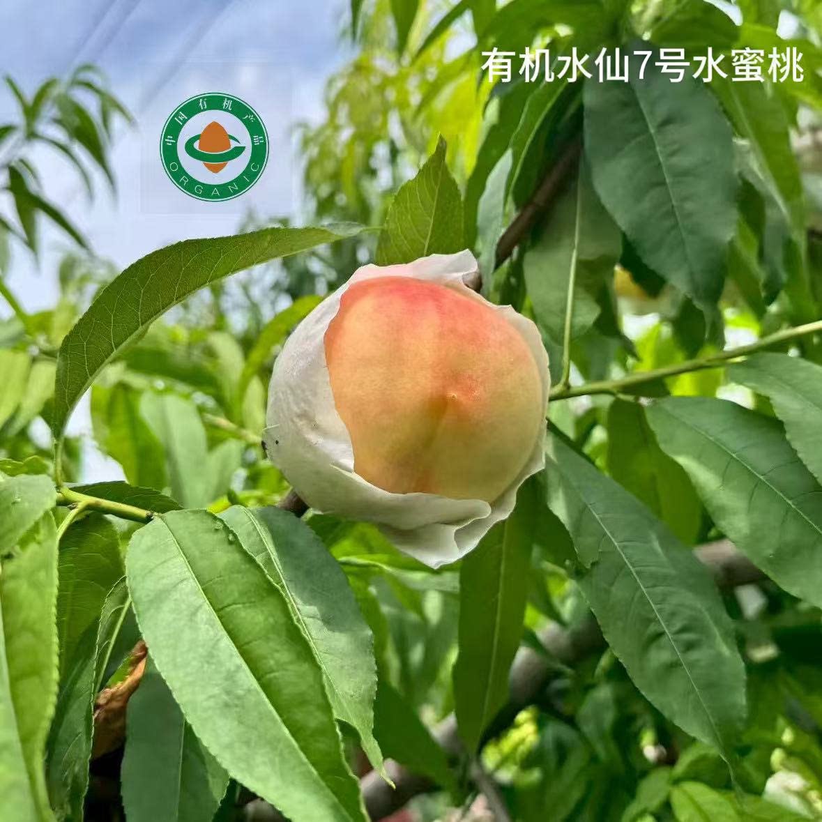 水仙水蜜桃皮薄易撕甜润多汁