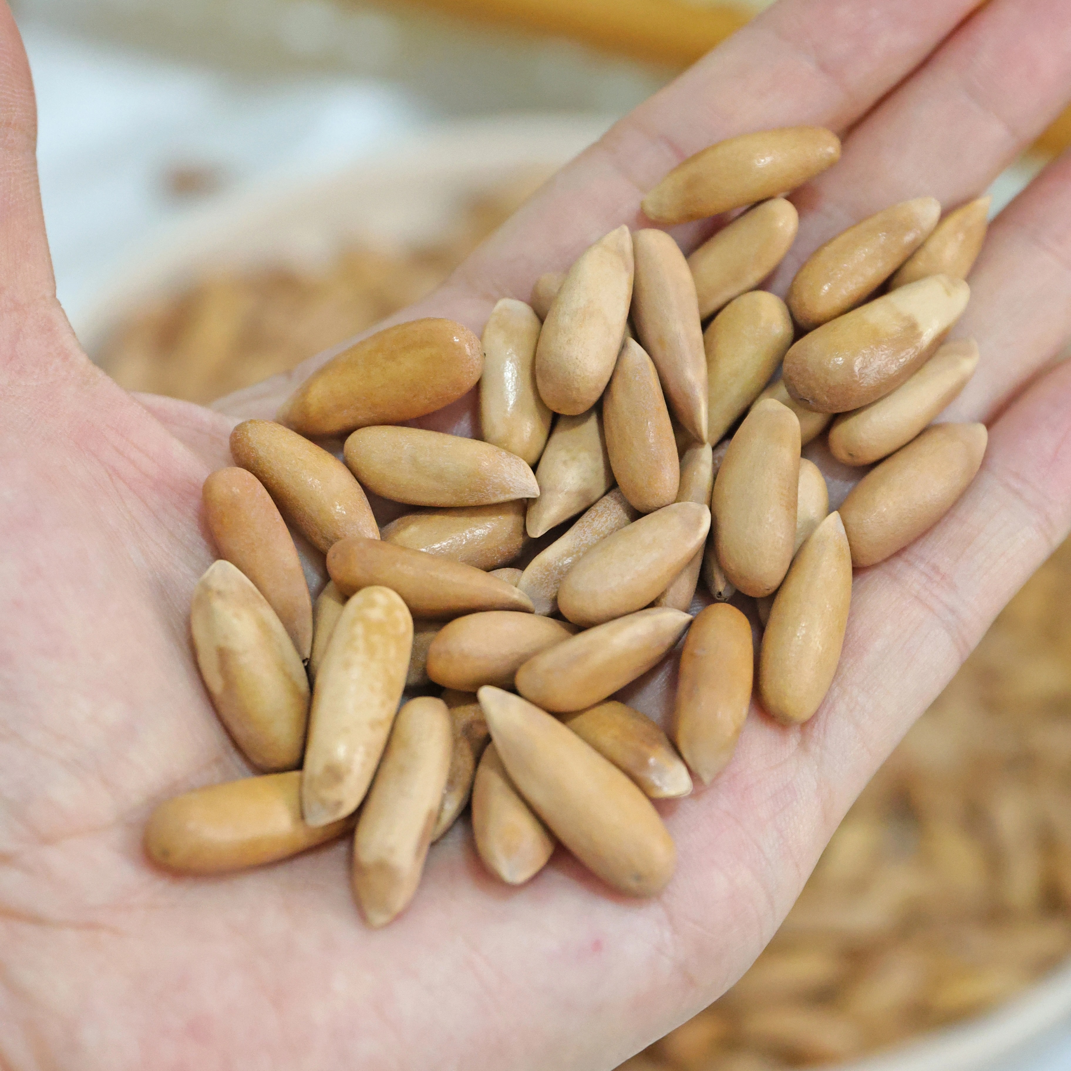 蛋婶儿巴西松子薄壳坚果炒货