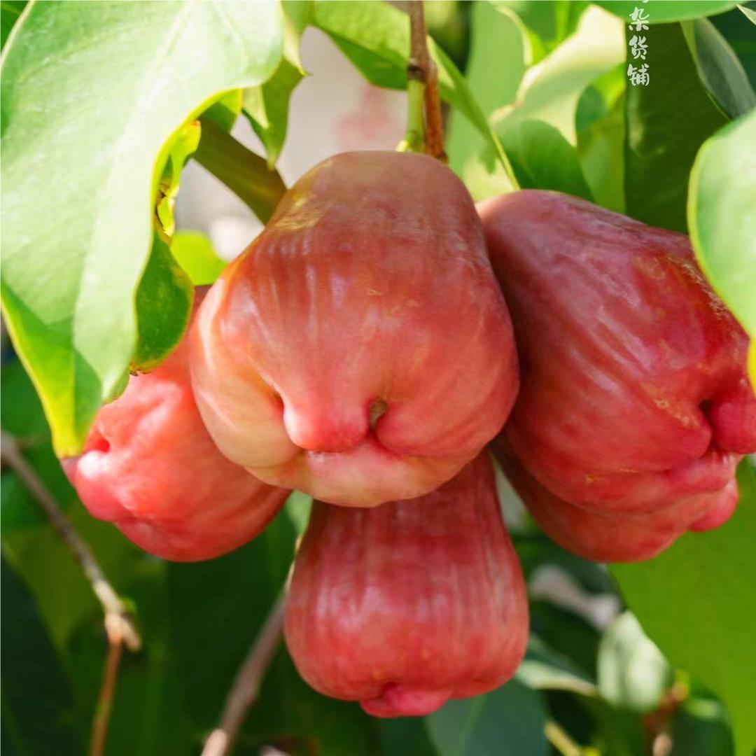 一颗莲雾八杯水南鹿1号有机莲雾