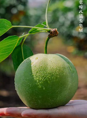 少量！蛋婶儿爆汁梨百里洲砂梨当季新鲜水果梨子苏翠1号绿皮梨送