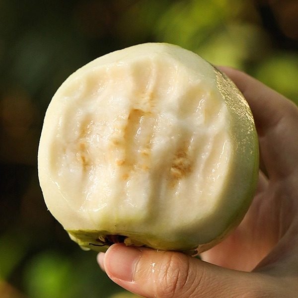 发货慢！蛋婶儿台湾软心白玉芭乐番石榴白芭乐白心水果送酸梅粉,水产肉类/新鲜蔬果/熟食,番石榴/芭乐,淘宝优惠券,粉丝福利购,淘宝优惠卷