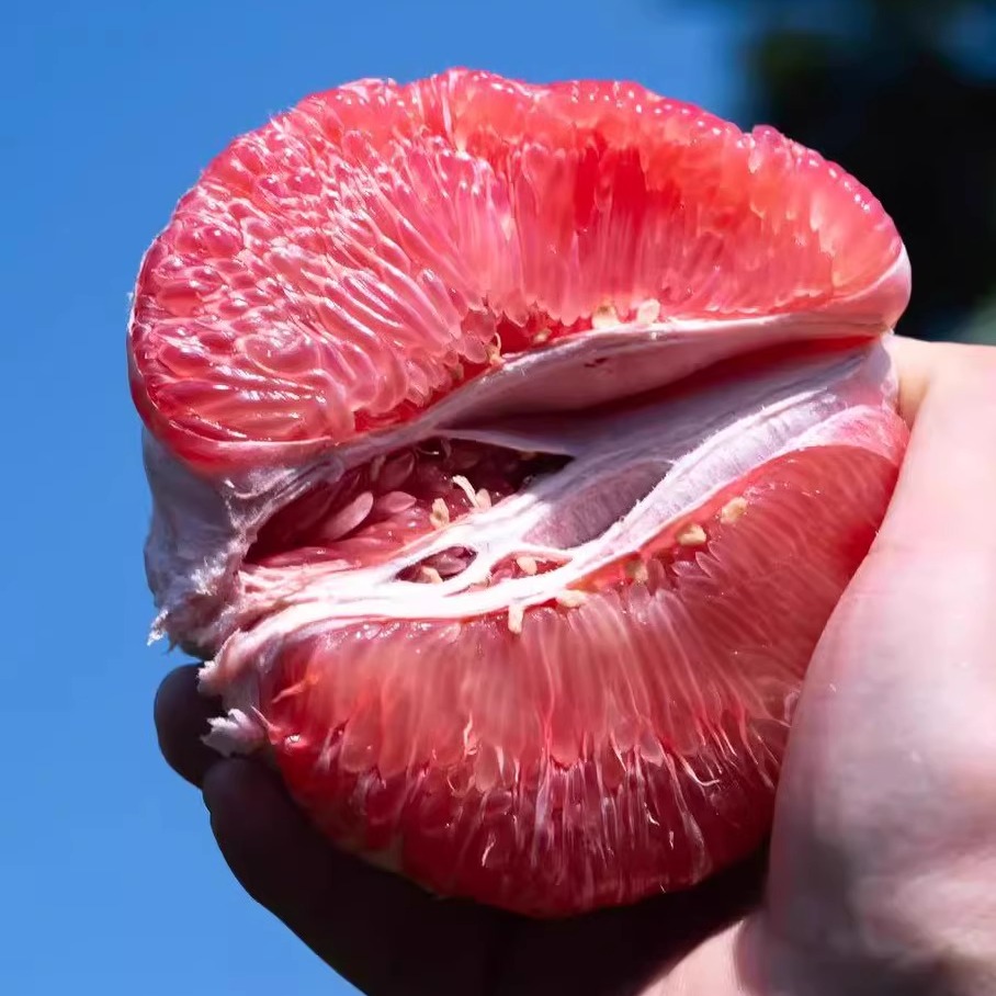 世界柚乡平和琯溪蜜柚