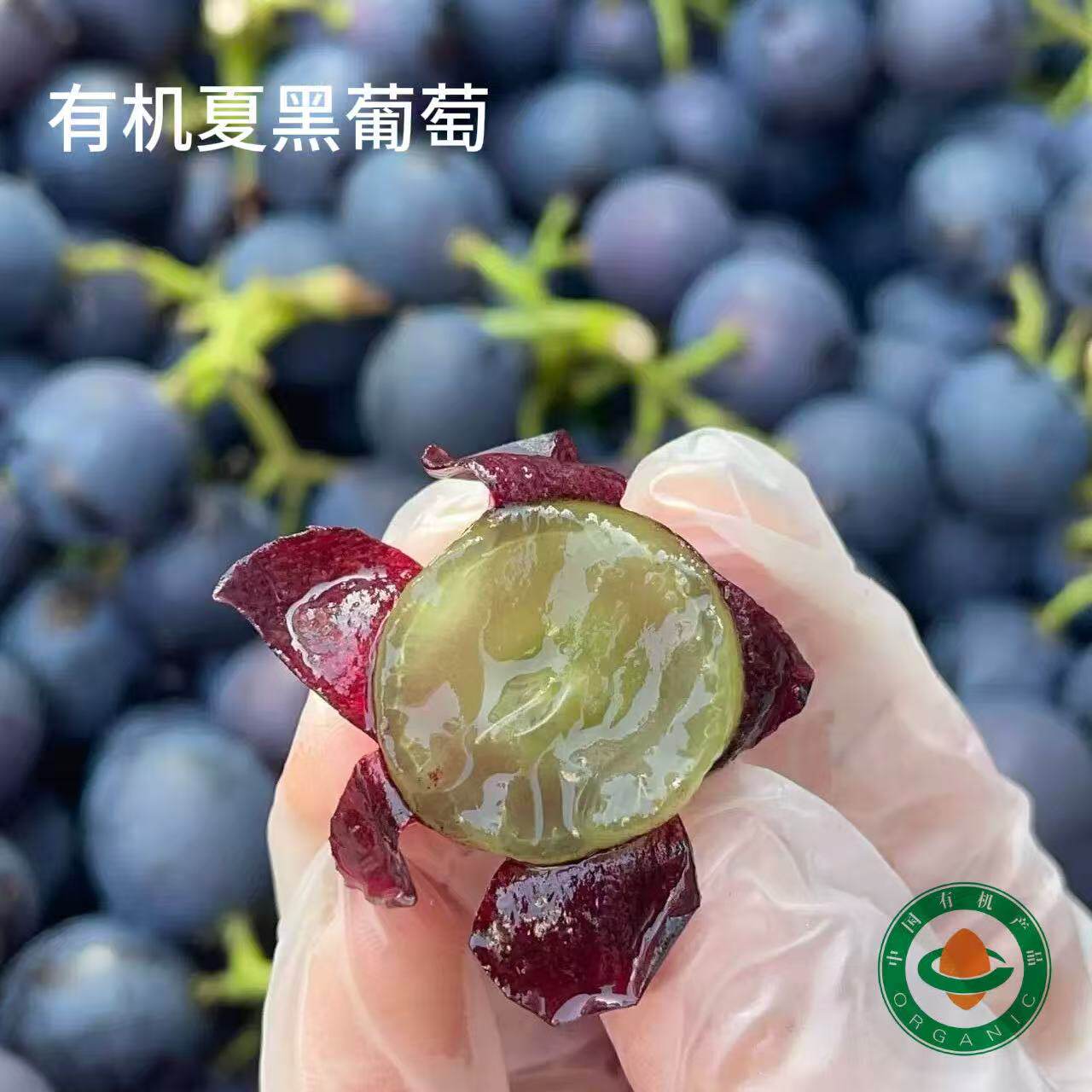 蛋婶儿有机夏黑葡萄四川新鲜当季时令水果无籽黑提孕妇水果黑加仑