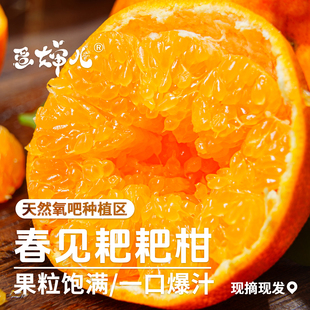新鲜水果甜蜜京东 蛋婶儿正宗四川春见耙耙柑橘子粑粑柑丑桔子当季