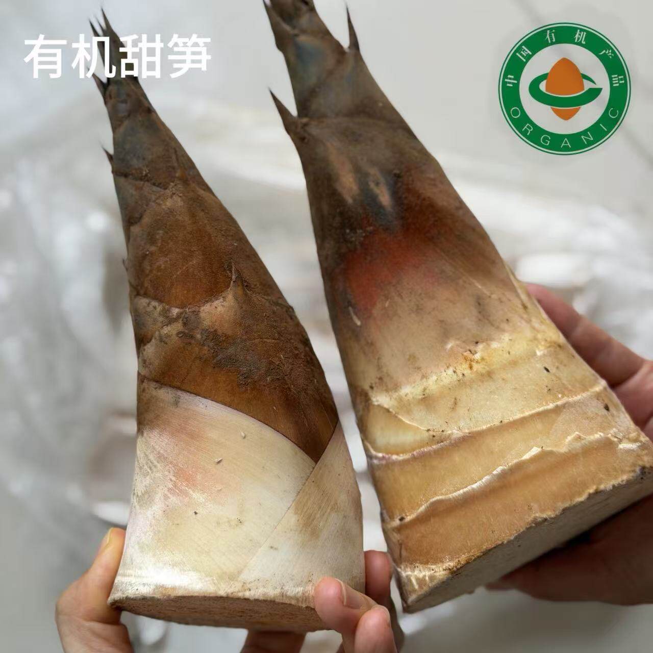 蛋婶儿有机甜笋西双版纳新鲜现挖当季时令蔬菜竹笋嫩笋火锅食材顺