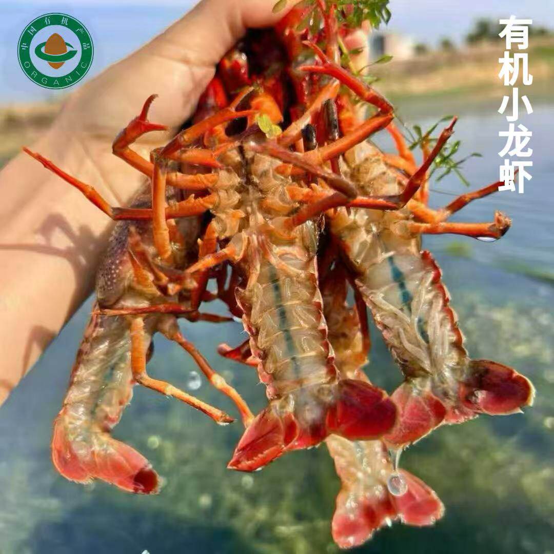 蛋婶儿有机小龙虾鲜活水产活虾淡水养殖大虾789钱青虾红壳超大顺