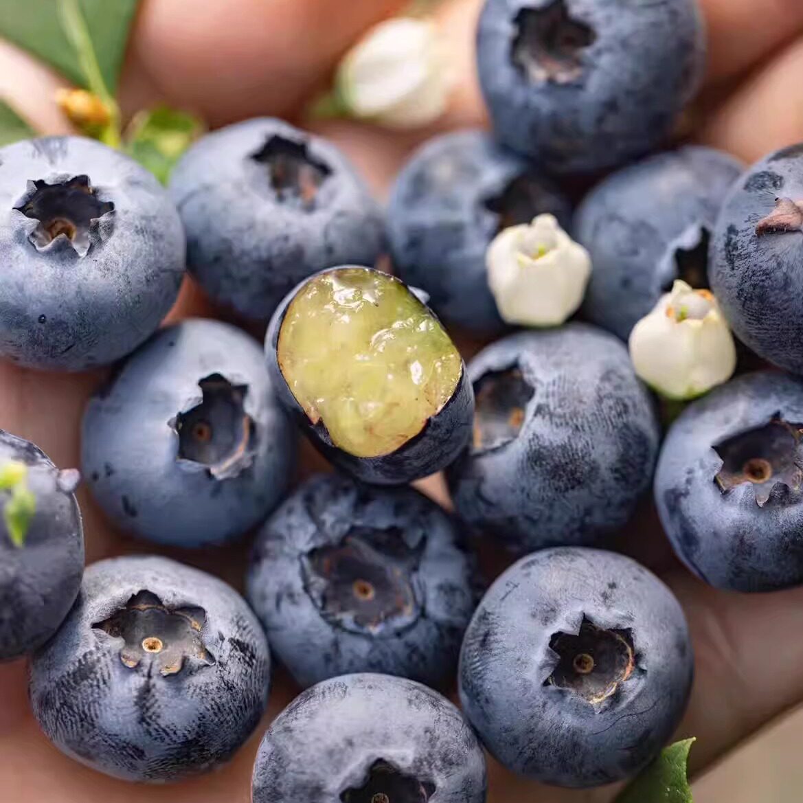 蛋婶儿高原花香蓝莓云南新鲜当季时令水果云南现摘现发星莓顺丰,水产肉类/新鲜蔬果/熟食,蓝莓,淘宝优惠券,粉丝福利购,淘宝优惠卷