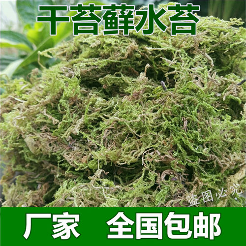 运输冬眠垫材虎皮嫁接植料干苔藓