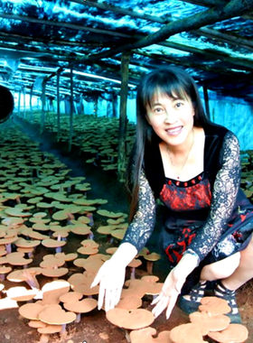 长白山赤木灵芝孢子粉