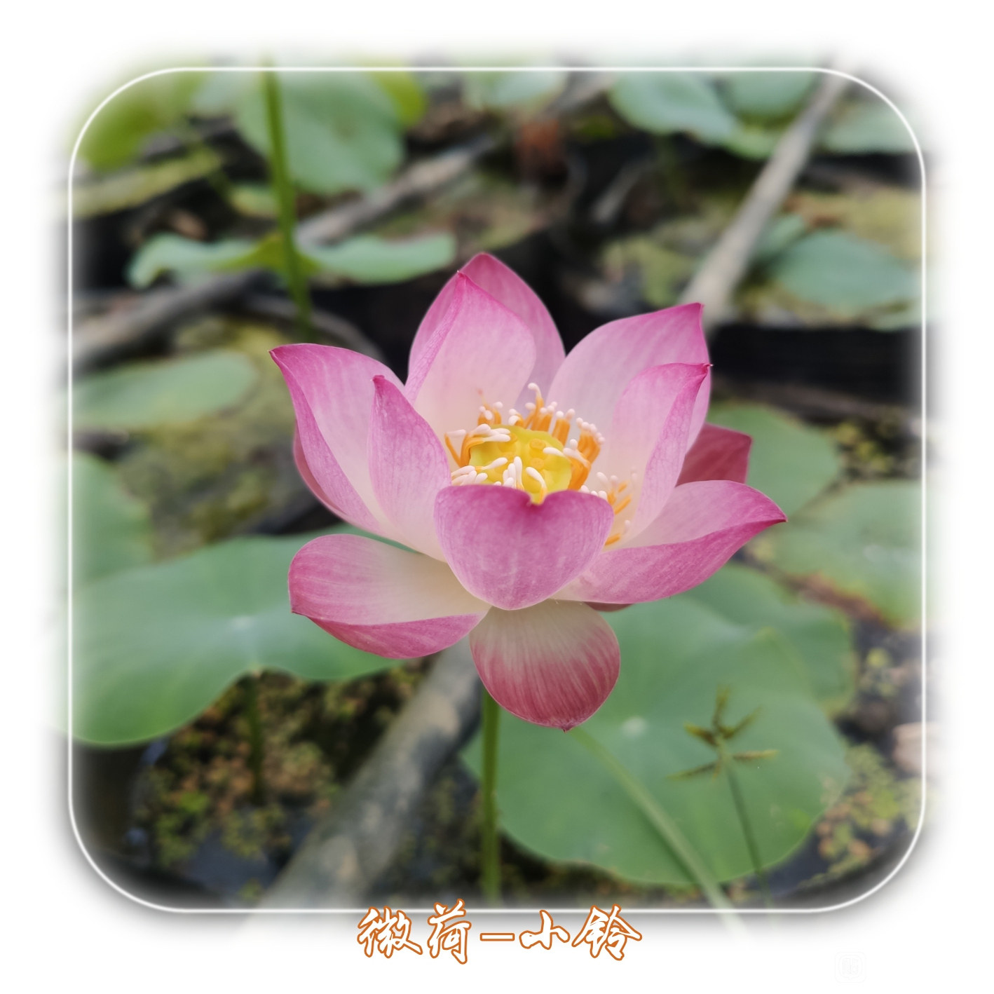 小铃种藕微型纤倾绝周劲松碗莲荷花花卉阳台能开花对版迷你荷花哥,鲜花速递/花卉仿真/绿植园艺,水生植物,淘宝优惠券,粉丝福利购,淘宝优惠卷