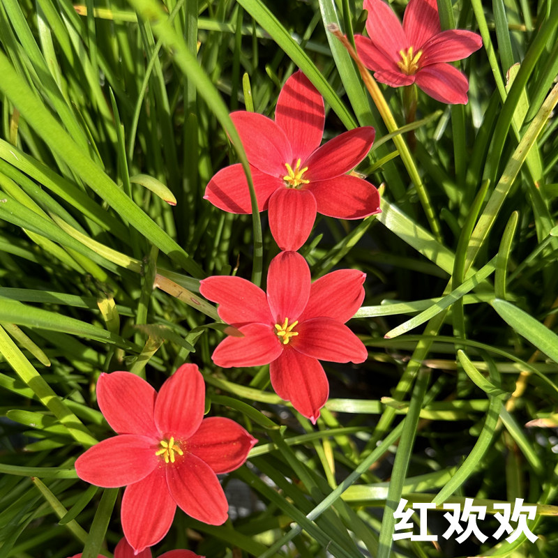 风雨兰 韭兰 韭菜兰 韭菜莲 
