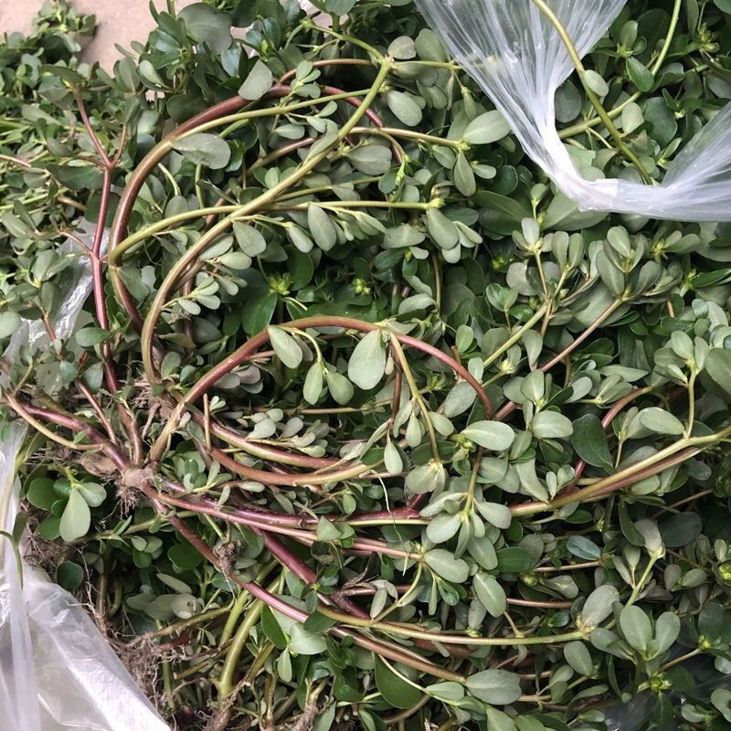 广西新鲜马齿苋现摘现发红梗野外马齿菜马蜂菜长寿菜老的药用合适