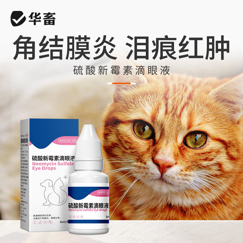 八牧猫咪眼药水发炎流脓宠物图片