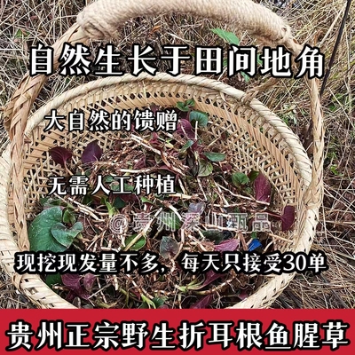 （每天只发20单）新鲜野生折耳根凉拌即食侧儿根野生现挖节鱼腥草
