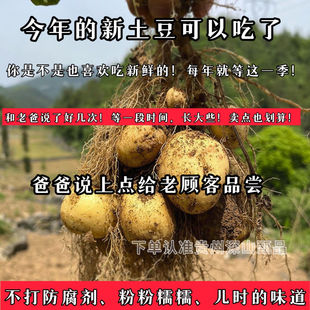 (俺爹种的)黄心土豆新鲜黄皮软糯香甜洋芋马铃薯黄肉土豆老品种