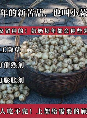 (自己家吃不完的！拍完下架))贵州农家自种新鲜苦蕌腌制泡菜小蒜