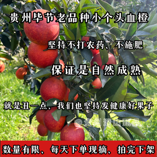 （这是老人坚持不打农药换来的收成）贵州毕节老品种血橙现摘现发