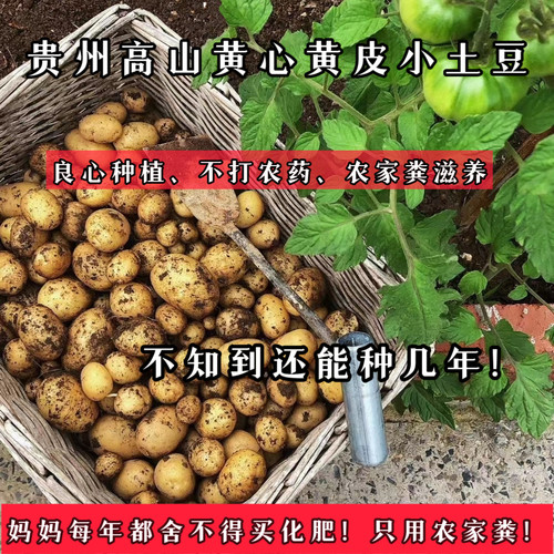 （老人坚持种植的老品种小土豆）贵州农家自种黄心黄皮洋芋马铃薯
