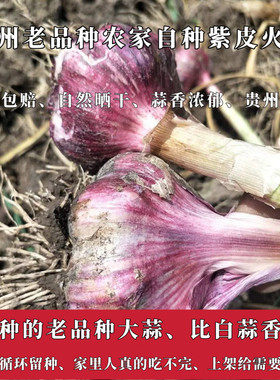 （每年坚持种植的紫皮大蒜）贵州农家自种老品种火蒜今年新蒜