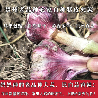 （每年坚持种植的紫皮大蒜）贵州农家自种老品种火蒜今年新蒜