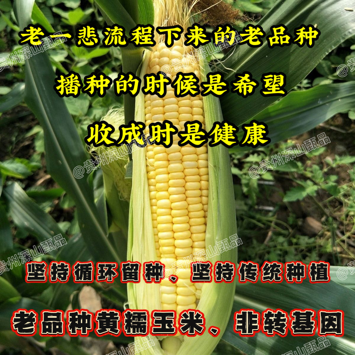 贵州本地老品种黄糯包谷新鲜现摘新鲜玉米