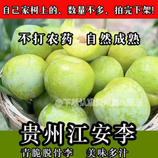 (放心下单、几十年老树上现摘)贵州脱骨青脆李子酸甜可口江安李