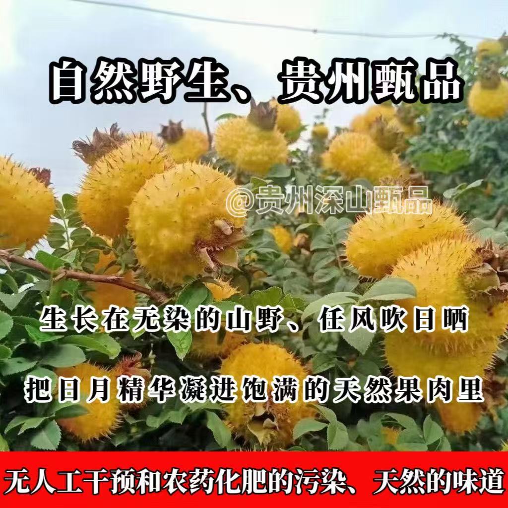 （一年只有一季）正宗贵州毕节野生刺梨鲜果泡茶泡酒养生