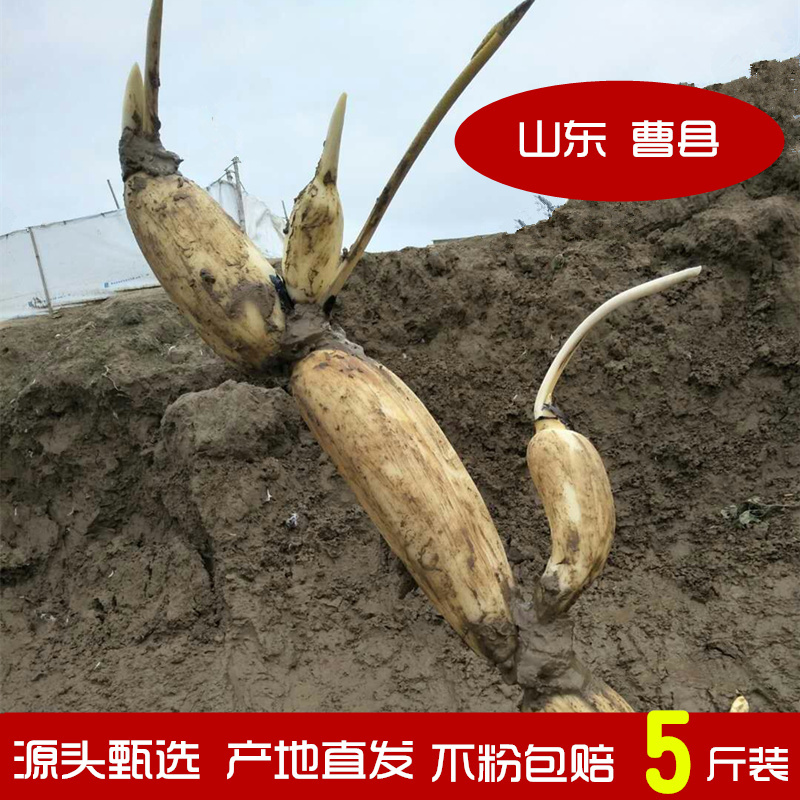 新鲜粉藕现挖泥巴藕4斤特惠水果