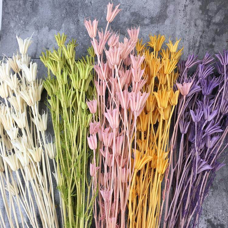 大客户日本进口大地农园八角花（整束价30g）插花永生花保鲜花