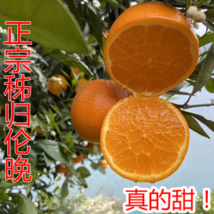 伦晚脐橙三峡秭归农家种植橙子新鲜10斤产地直发超甜薄皮当季水果