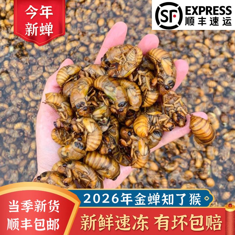 2026新鲜金蝉知了猴爬叉猴唐僧肉300只商用烧烤专款