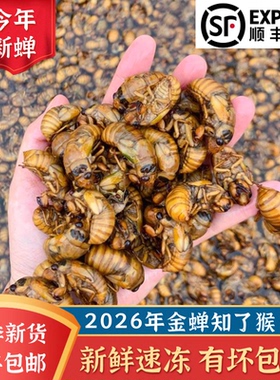 2026新鲜金蝉知了猴爬叉猴唐僧肉300只商用烧烤专款