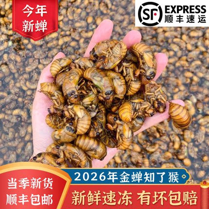 2026新鲜金蝉知了猴爬叉猴唐僧肉300只商用烧烤专款