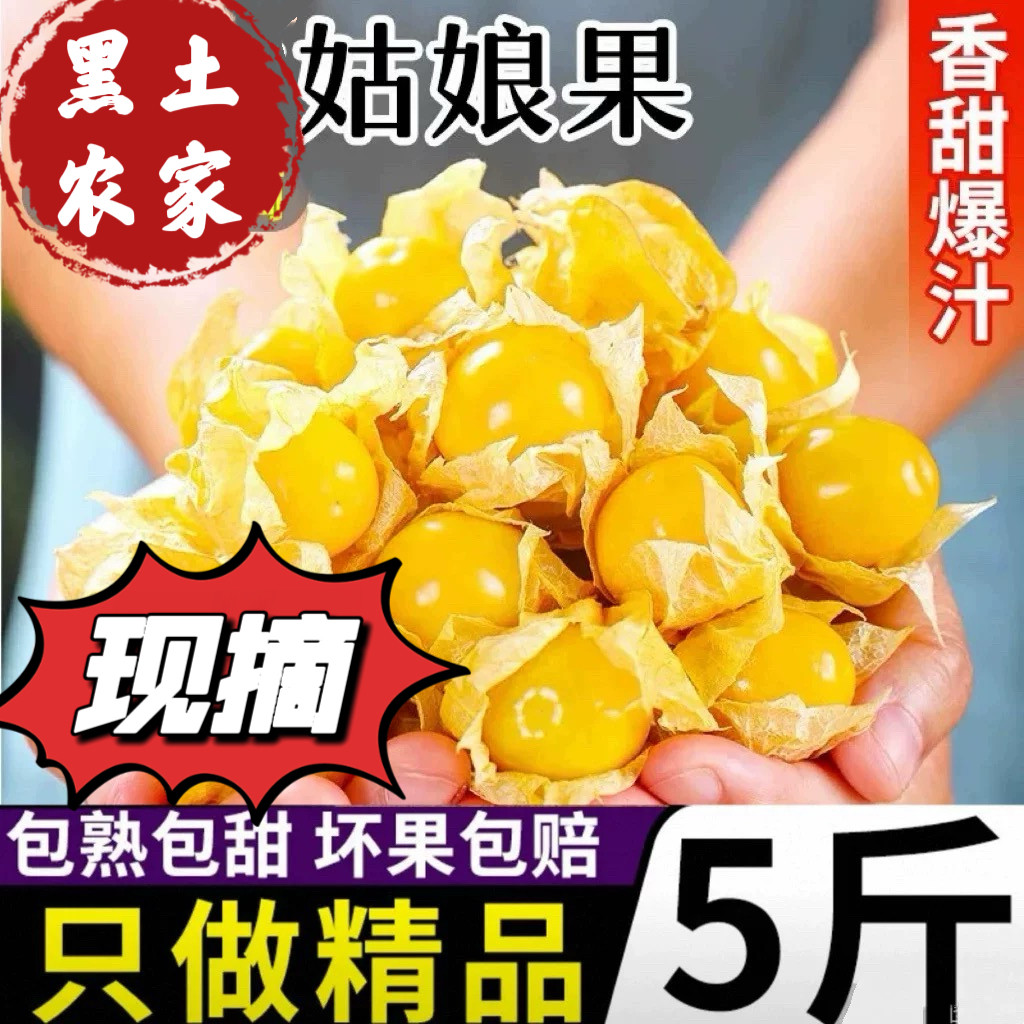 东北姑娘果新鲜当季整箱黄菇娘洋姑娘果