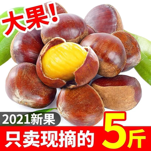 农家现摘新鲜生板栗正宗生油栗毛栗子板栗生新鲜板栗烤板栗专用