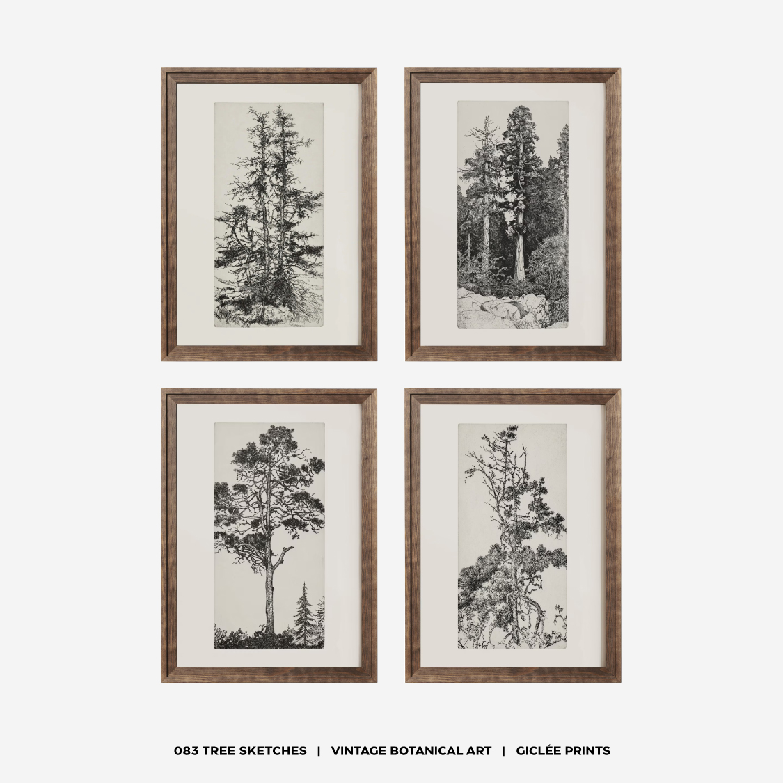 WEDWORKS 中古植物树黑白素描艺术组合装饰画 法式复古客厅挂画图片