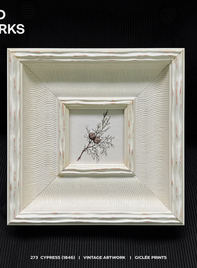 Cypress(1846)中古植物小画