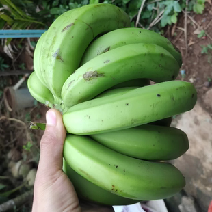 海南热带水果农家土青皮香蕉不泡药现摘新鲜孕妇儿童超甜整箱包邮