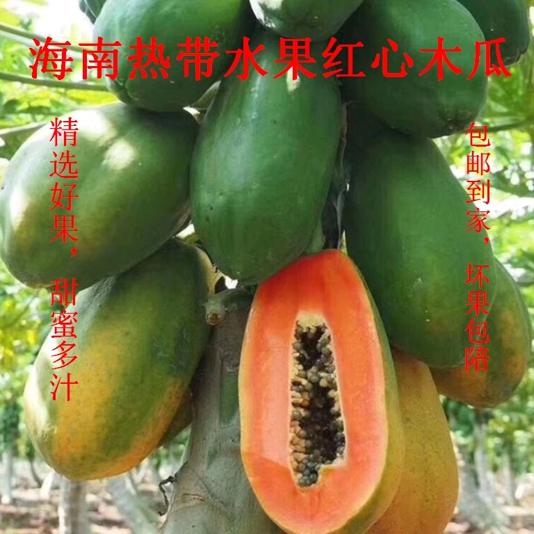 海南新鲜水果当季红心木瓜包邮