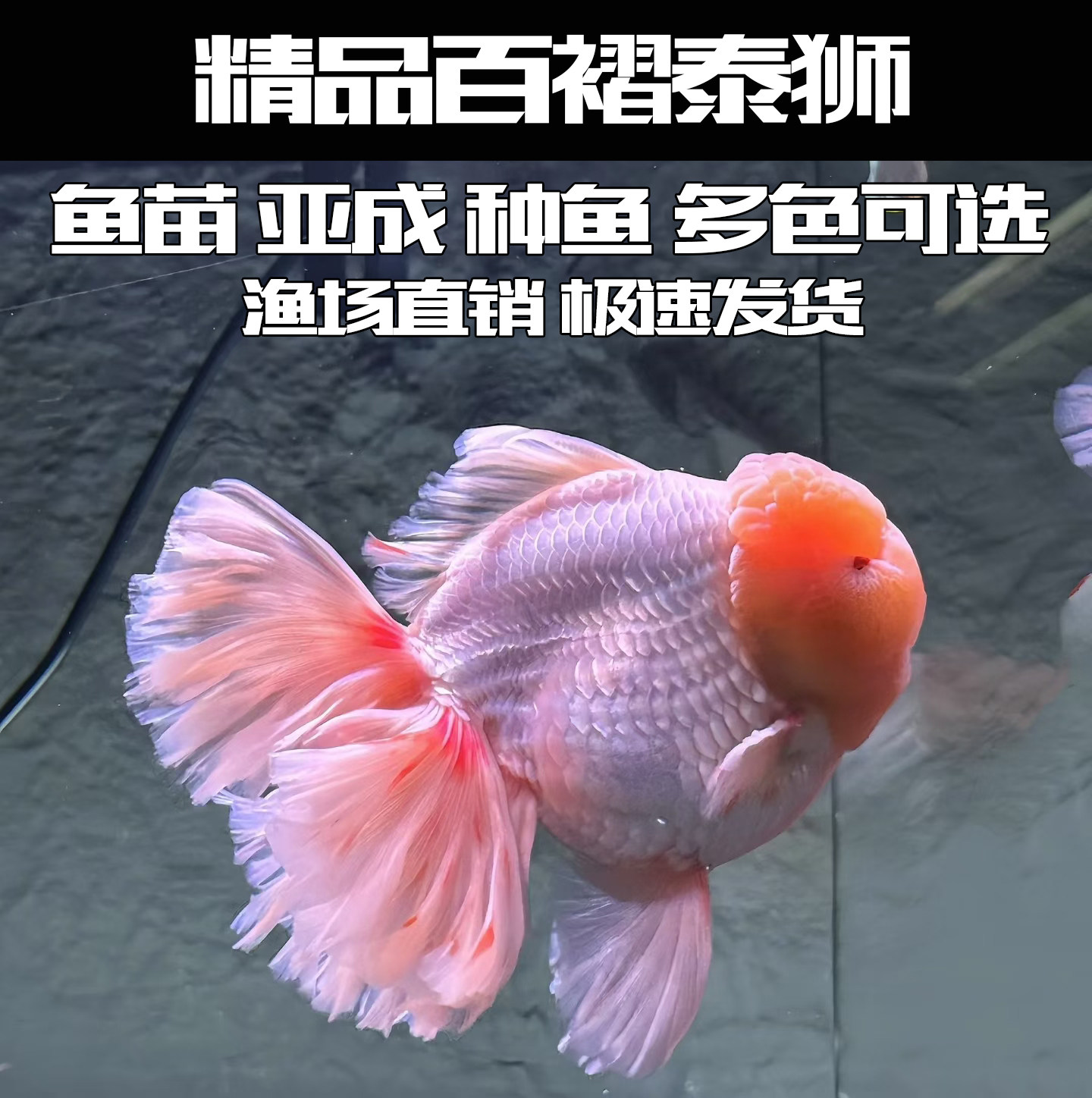 原泰F1粉兔大头娃娃脸苗玛丽观赏鱼活鱼淡冷水鱼精品百褶泰狮金鱼