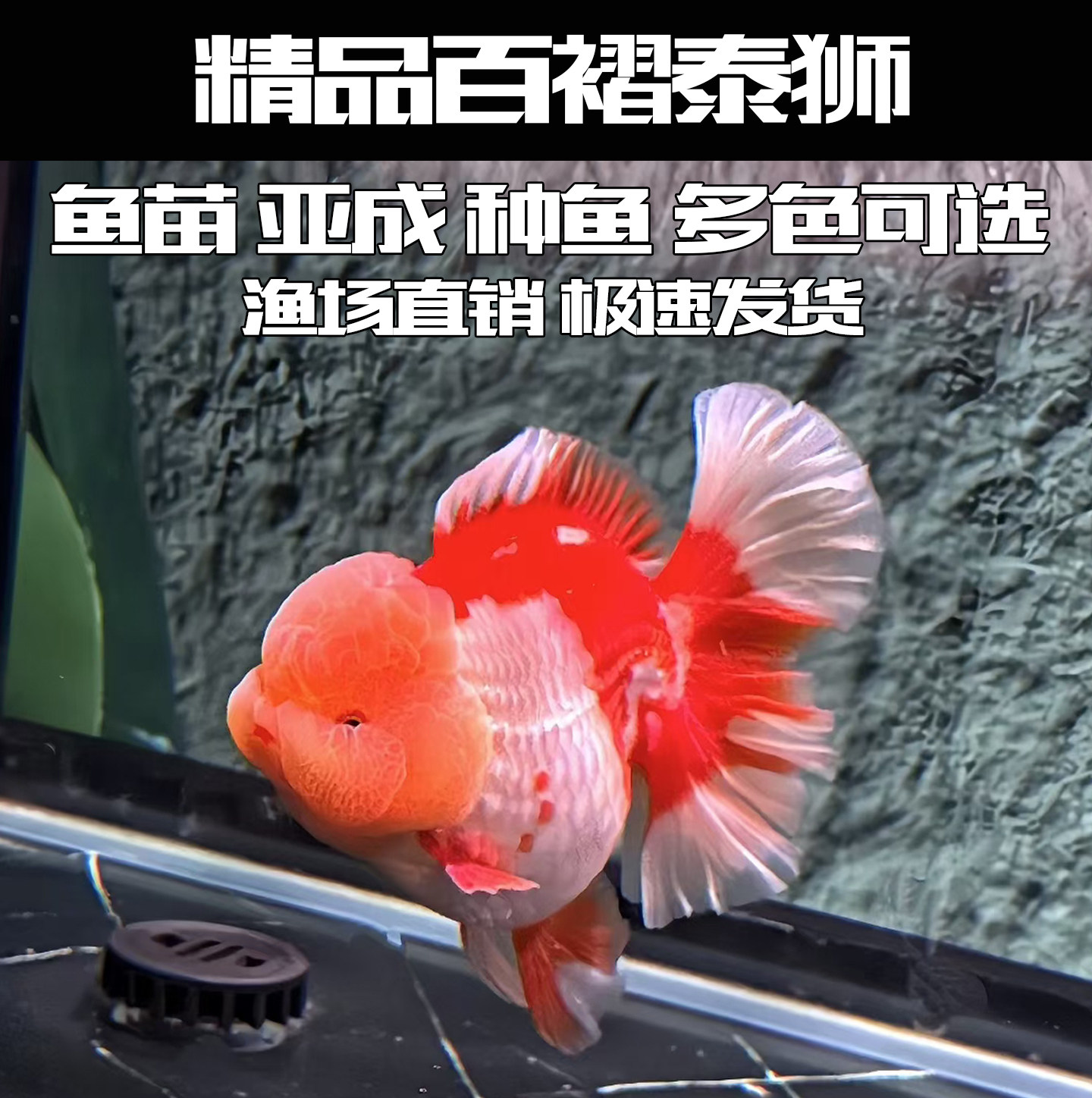 精品F1百褶泰狮金鱼苗粉兔8-10cm