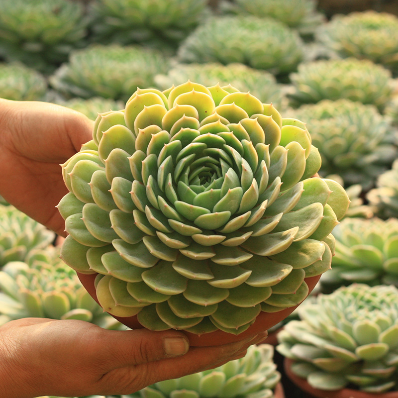 超大昂斯诺多肉植物阳台花卉