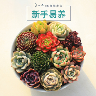 植悦园艺3-4cm多肉植物组合盆栽套餐新手好养桌面盆栽莲花景天科