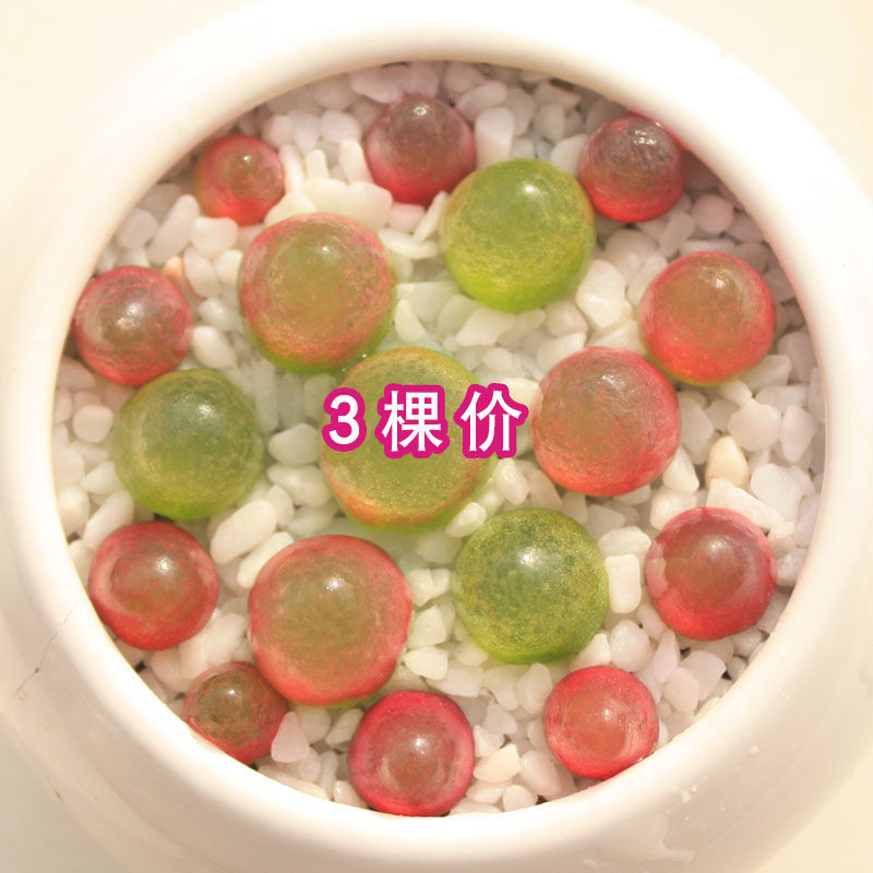 多肉植物灯泡肉锥生呆萌红色进口